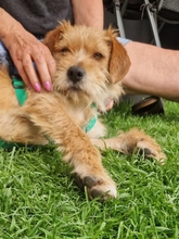 SAMMY13425P, Hund, Terrier in Köln - Bild 5