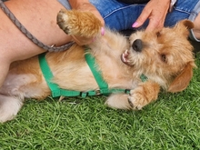 SAMMY13425P, Hund, Terrier in Köln - Bild 6
