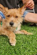 SAMMY13425P, Hund, Terrier in Köln - Bild 7