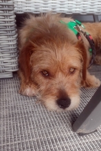 SAMMY13425P, Hund, Terrier in Köln - Bild 9
