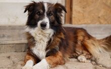WUSEL, Hund, Mischlingshund in München