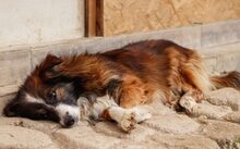 WUSEL, Hund, Mischlingshund in München - Bild 2