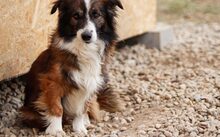 WUSEL, Hund, Mischlingshund in München - Bild 3