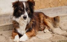 WUSEL, Hund, Mischlingshund in München - Bild 4
