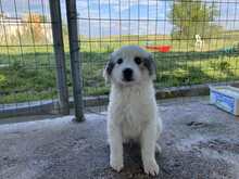 LOUIE, Hund, Mischlingshund in Griechenland - Bild 2