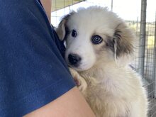 LOUIE, Hund, Mischlingshund in Griechenland - Bild 3