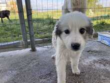 LOUIE, Hund, Mischlingshund in Griechenland - Bild 4