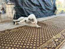LOUIE, Hund, Mischlingshund in Griechenland - Bild 5