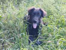 ZORA, Hund, Mischlingshund in Griechenland - Bild 1