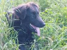 ZORA, Hund, Mischlingshund in Griechenland - Bild 2