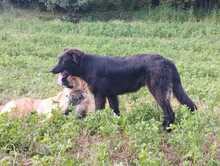 ZORA, Hund, Mischlingshund in Griechenland - Bild 3
