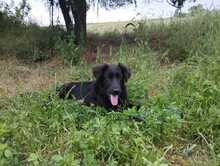 ZORA, Hund, Mischlingshund in Griechenland - Bild 4