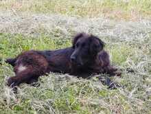 ZORA, Hund, Mischlingshund in Griechenland - Bild 5