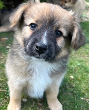 MÄDELNR4J, Hund, Mischlingshund in Slowakische Republik