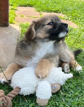 COCONUTKISS, Hund, Mischlingshund in Slowakische Republik - Bild 3