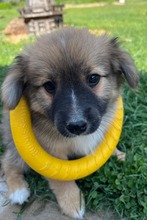 COCONUTKISS, Hund, Mischlingshund in Slowakische Republik - Bild 4