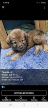 BUBNR5J, Hund, Mischlingshund in Slowakische Republik