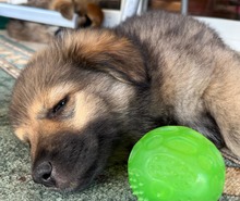 BUBNR5J, Hund, Mischlingshund in Slowakische Republik - Bild 2