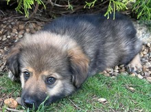 BUBNR5J, Hund, Mischlingshund in Slowakische Republik - Bild 3