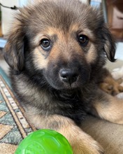 BUBNR5J, Hund, Mischlingshund in Slowakische Republik - Bild 4