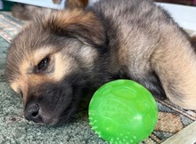 BUBNR5J, Hund, Mischlingshund in Slowakische Republik - Bild 5