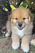 BUBNR3J, Hund, Mischlingshund in Slowakische Republik