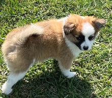 MÄDELNR1J, Hund, Mischlingshund in Slowakische Republik - Bild 2
