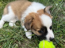 MÄDELNR1J, Hund, Mischlingshund in Slowakische Republik - Bild 4