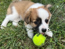 MÄDELNR1J, Hund, Mischlingshund in Slowakische Republik - Bild 5