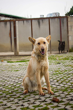 MATEL, Hund, Mischlingshund in Slowakische Republik