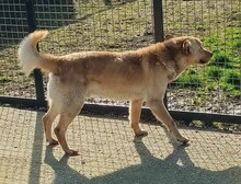 MATEL, Hund, Mischlingshund in Slowakische Republik - Bild 2