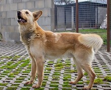 MATEL, Hund, Mischlingshund in Slowakische Republik - Bild 3