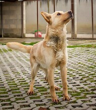 MATEL, Hund, Mischlingshund in Slowakische Republik - Bild 4