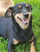 ERNA, Hund, Mischlingshund in Rumänien - Bild 1