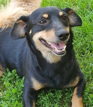 ERNA, Hund, Mischlingshund in Rumänien - Bild 2