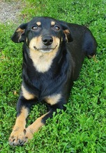 ERNA, Hund, Mischlingshund in Rumänien - Bild 3