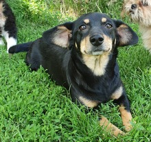ERNA, Hund, Mischlingshund in Rumänien - Bild 4