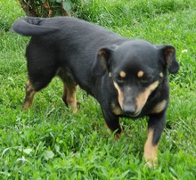ERNA, Hund, Mischlingshund in Rumänien - Bild 5