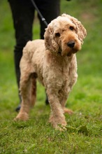 LIOR, Hund, Golden Retriever-Pudel Mischling in Ungarn