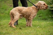 LIOR, Hund, Golden Retriever-Pudel Mischling in Ungarn - Bild 10