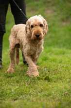 LIOR, Hund, Golden Retriever-Pudel Mischling in Ungarn - Bild 11