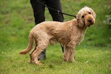 LIOR, Hund, Golden Retriever-Pudel Mischling in Ungarn - Bild 12