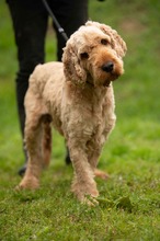 LIOR, Hund, Golden Retriever-Pudel Mischling in Ungarn - Bild 13