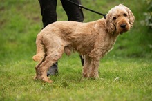 LIOR, Hund, Golden Retriever-Pudel Mischling in Ungarn - Bild 14