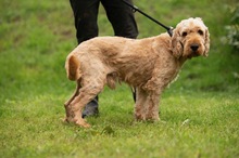 LIOR, Hund, Golden Retriever-Pudel Mischling in Ungarn - Bild 15