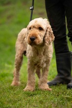 LIOR, Hund, Golden Retriever-Pudel Mischling in Ungarn - Bild 16