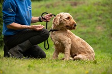 LIOR, Hund, Golden Retriever-Pudel Mischling in Ungarn - Bild 17