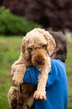 LIOR, Hund, Golden Retriever-Pudel Mischling in Ungarn - Bild 18