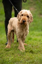 LIOR, Hund, Golden Retriever-Pudel Mischling in Ungarn - Bild 19