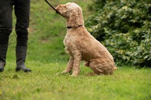 LIOR, Hund, Golden Retriever-Pudel Mischling in Ungarn - Bild 2